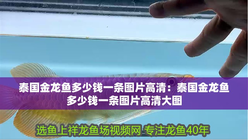 泰國(guó)金龍魚多少錢一條圖片高清：泰國(guó)金龍魚多少錢一條圖片高清大圖