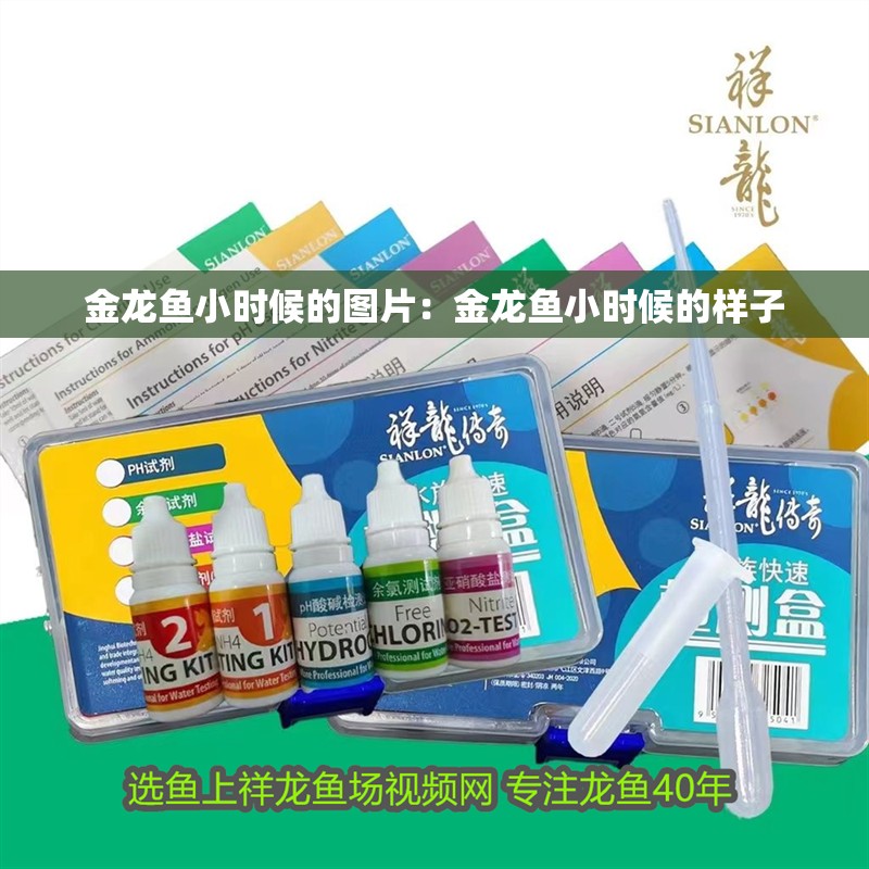 金龍魚小時候的圖片：金龍魚小時候的樣子