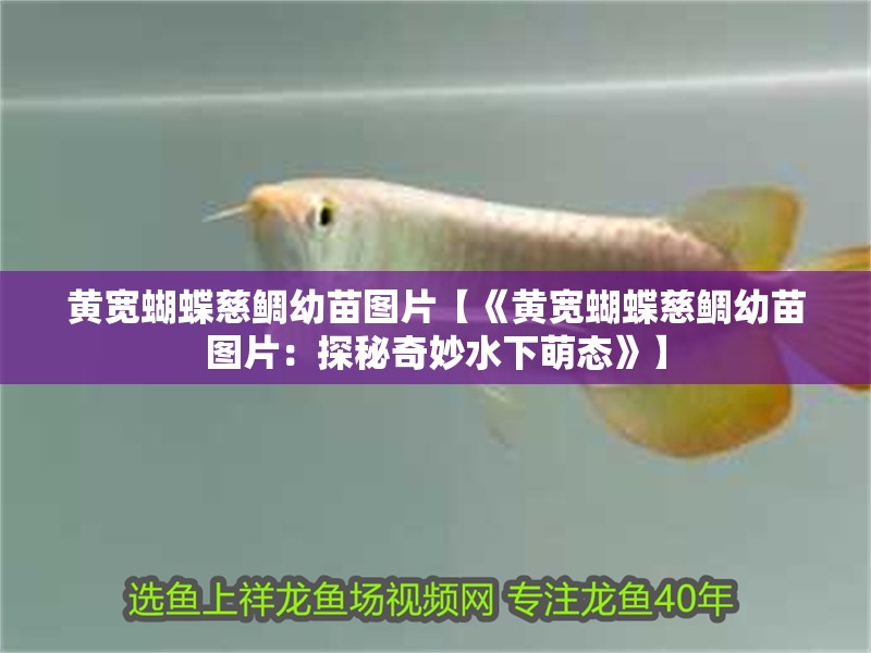 黃寬蝴蝶慈鯛幼苗圖片【《黃寬蝴蝶慈鯛幼苗圖片：探秘奇妙水下萌態(tài)》】