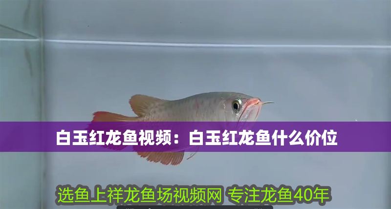 白玉紅龍魚視頻：白玉紅龍魚什么價位