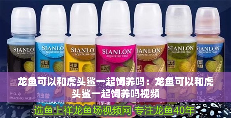 龍魚可以和虎頭鯊一起飼養(yǎng)嗎：龍魚可以和虎頭鯊一起飼養(yǎng)嗎視頻