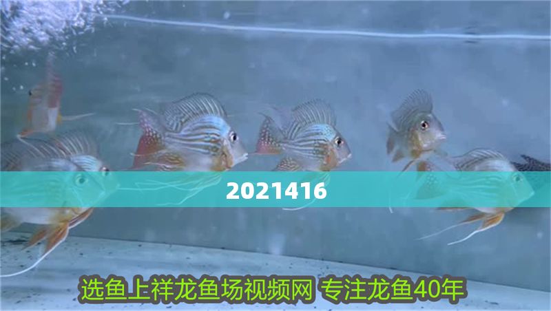 2021416