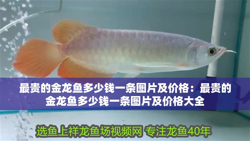 最貴的金龍魚多少錢一條圖片及價格：最貴的金龍魚多少錢一條圖片及價格大全