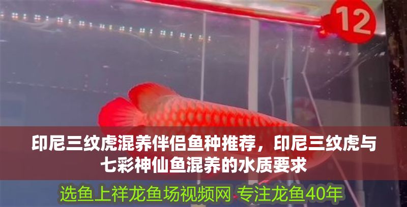 印尼三紋虎混養(yǎng)伴侶魚種推薦，印尼三紋虎與七彩神仙魚混養(yǎng)的水質(zhì)要求
