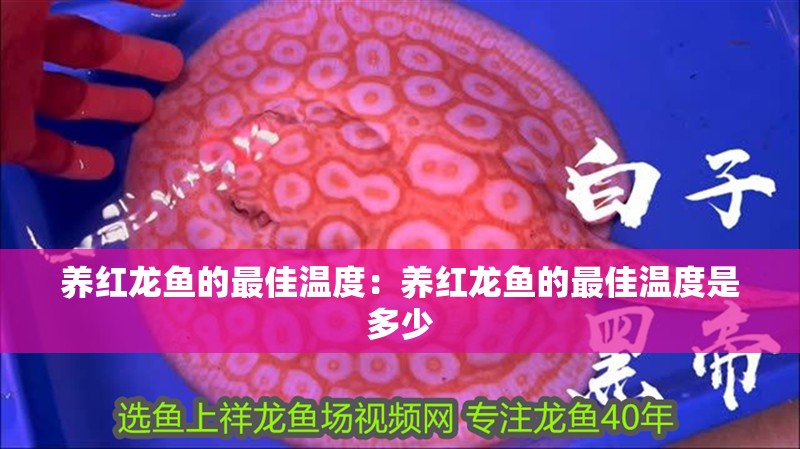 養(yǎng)紅龍魚的最佳溫度：養(yǎng)紅龍魚的最佳溫度是多少