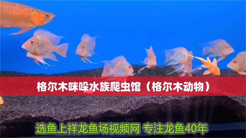 格爾木咪哚水族爬蟲館（格爾木動物）