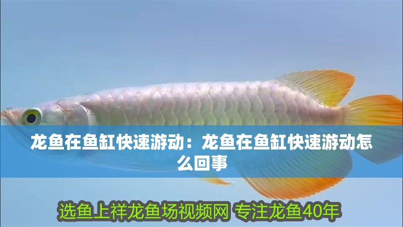 龍魚在魚缸快速游動：龍魚在魚缸快速游動怎么回事
