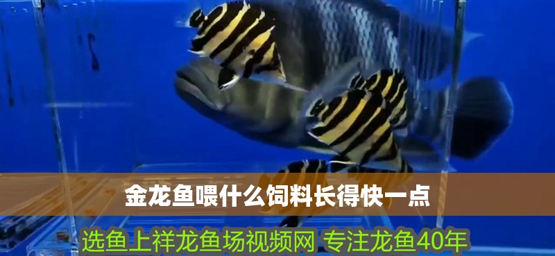 金龍魚喂什么飼料長得快一點