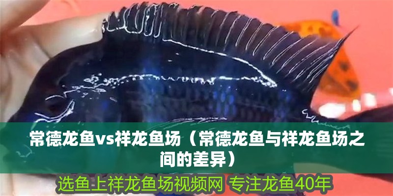 常德龍魚vs祥龍魚場（常德龍魚與祥龍魚場之間的差異）