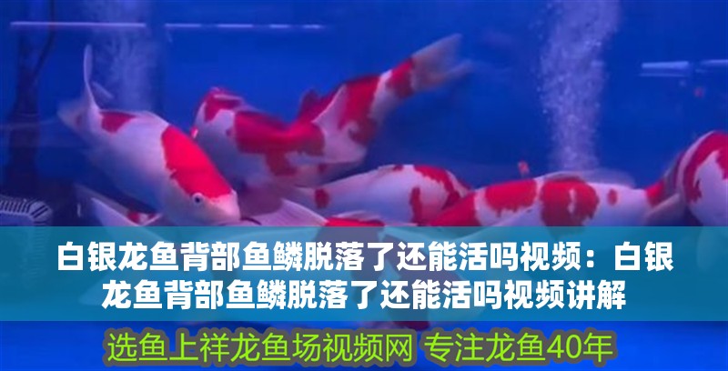 白銀龍魚背部魚鱗脫落了還能活嗎視頻：白銀龍魚背部魚鱗脫落了還能活嗎視頻講解