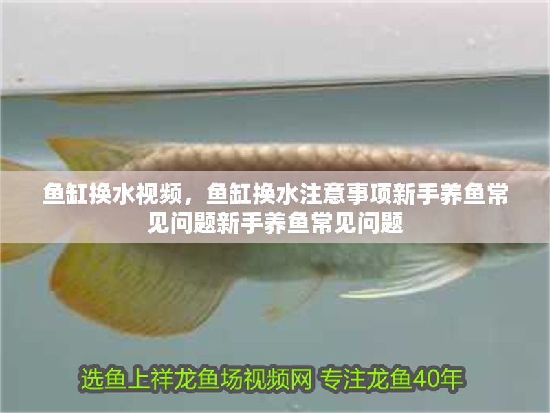 魚缸換水視頻，魚缸換水注意事項新手養魚常見問題新手養魚常見問題