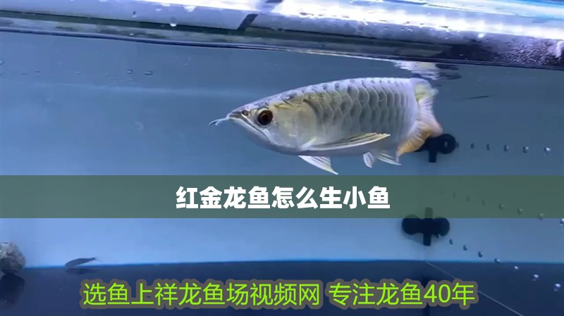 紅金龍魚怎么生小魚