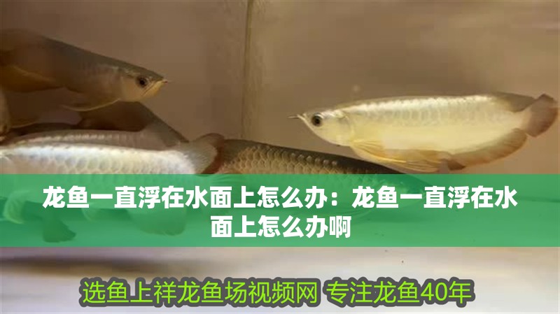 龍魚一直浮在水面上怎么辦：龍魚一直浮在水面上怎么辦啊