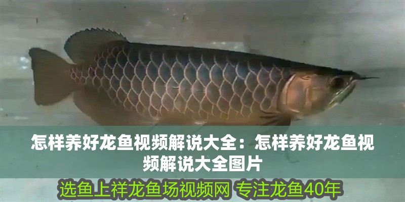 怎樣養(yǎng)好龍魚視頻解說大全：怎樣養(yǎng)好龍魚視頻解說大全圖片