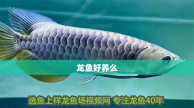 龍魚好養么