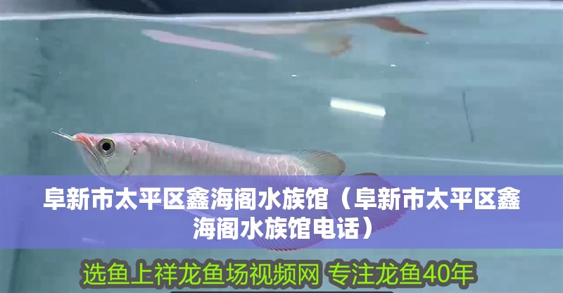阜新市太平區鑫海閣水族館（阜新市太平區鑫海閣水族館電話）