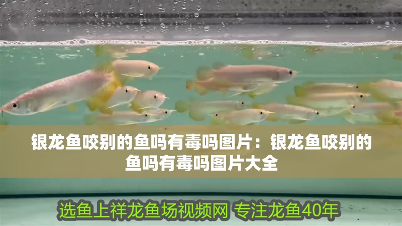 銀龍魚咬別的魚嗎有毒嗎圖片：銀龍魚咬別的魚嗎有毒嗎圖片大全