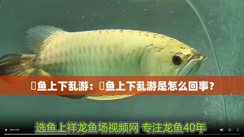 魟魚上下亂游:魟魚上下亂游是怎么回事? 魟魚百科 第2張 魟魚上下亂游:魟魚上下亂游是怎么回事? 魟魚上下亂游:魟魚上下亂游是怎么回事? 魟魚百科 第2張