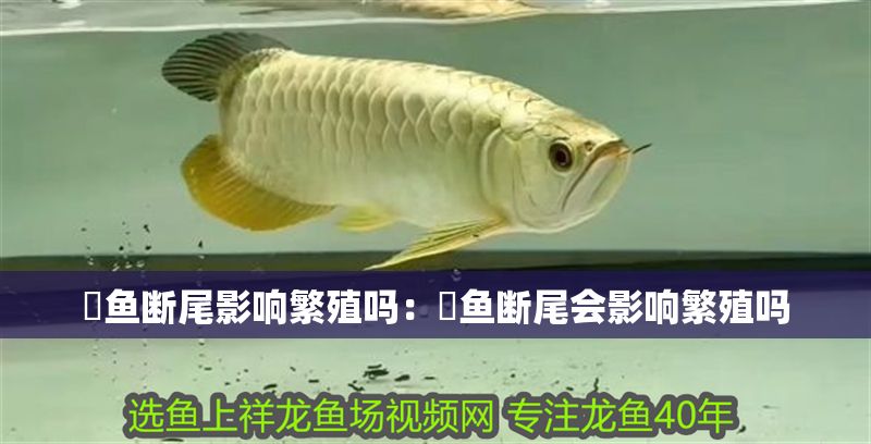 魟魚斷尾影響繁殖嗎：魟魚斷尾會影響繁殖嗎