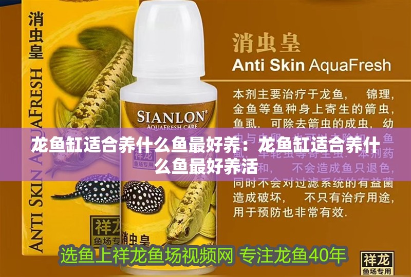 龍魚缸適合養什么魚最好養：龍魚缸適合養什么魚最好養活