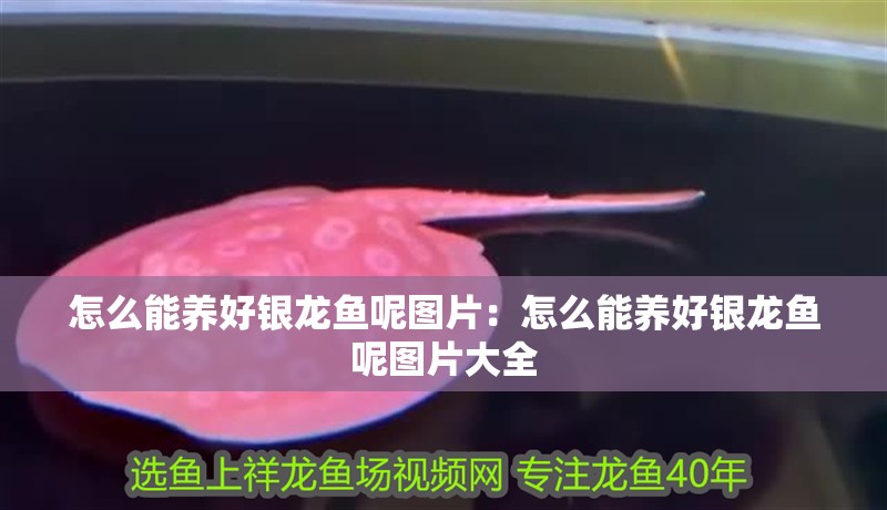 怎么能養(yǎng)好銀龍魚(yú)呢圖片：怎么能養(yǎng)好銀龍魚(yú)呢圖片大全