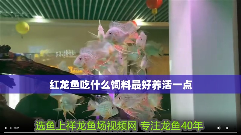 紅龍魚吃什么飼料最好養活一點