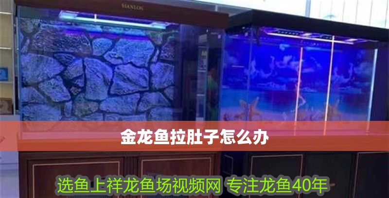 金龍魚拉肚子怎么辦
