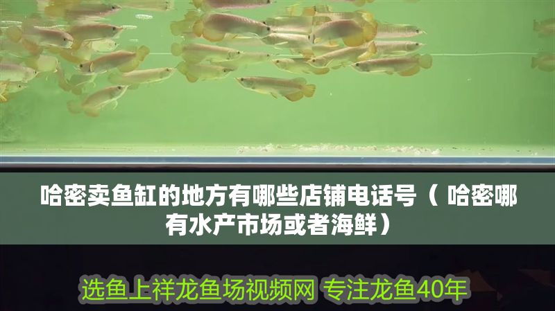 哈密賣魚缸的地方有哪些店鋪電話號（ 哈密哪有水產市場或者海鮮）