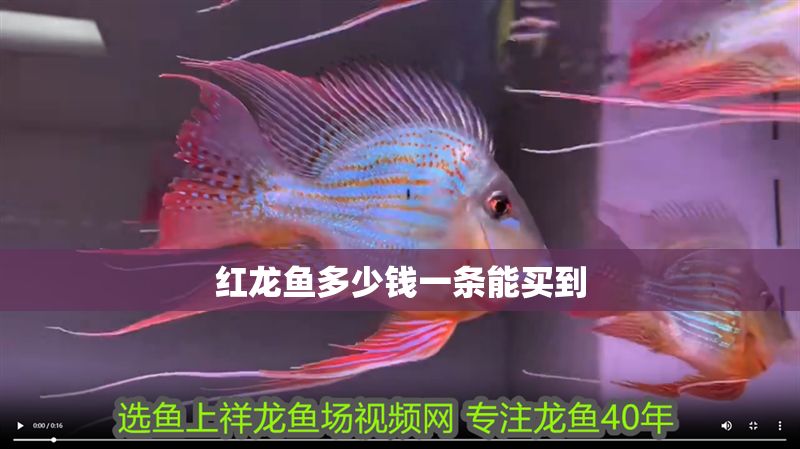 紅龍魚多少錢一條能買到