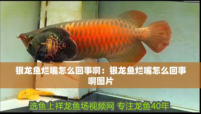 銀龍魚爛嘴怎么回事?。恒y龍魚爛嘴怎么回事啊圖片