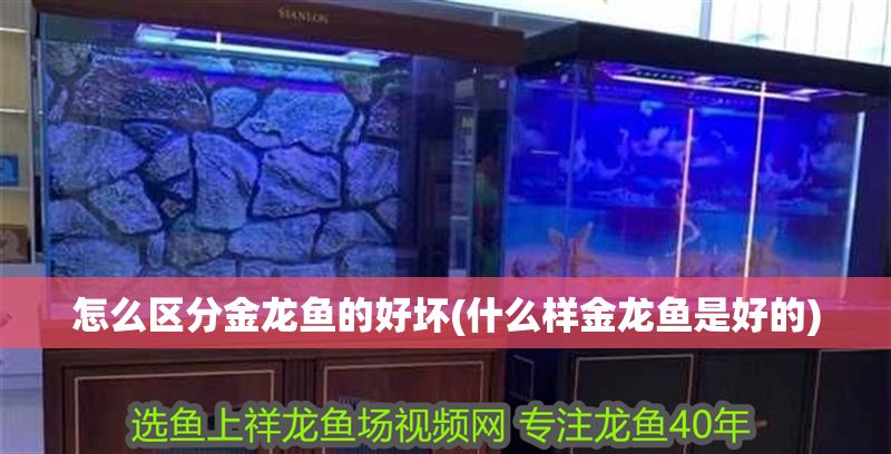 怎么區分金龍魚的好壞(什么樣金龍魚是好的)