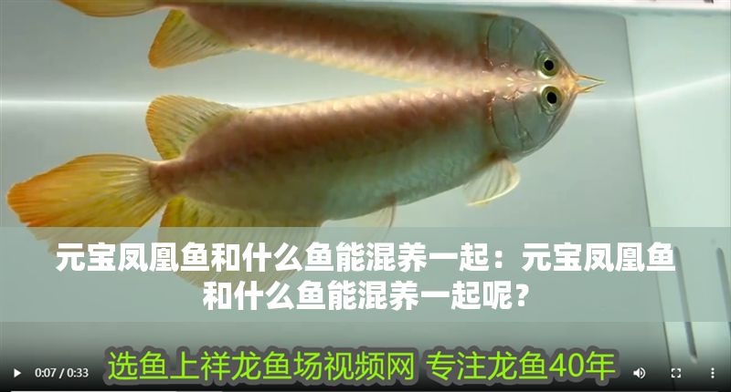 元寶鳳凰魚和什么魚能混養一起：元寶鳳凰魚和什么魚能混養一起呢？