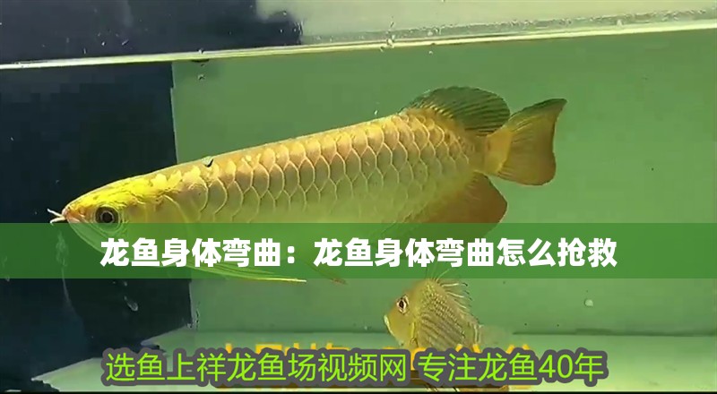 龍魚身體彎曲：龍魚身體彎曲怎么搶救