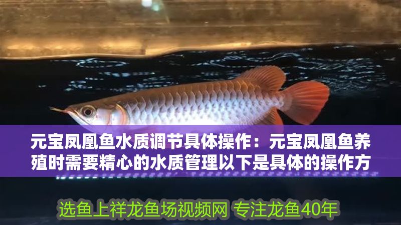 元寶鳳凰魚水質(zhì)調(diào)節(jié)具體操作：元寶鳳凰魚養(yǎng)殖時需要精心的水質(zhì)管理以下是具體的操作方法