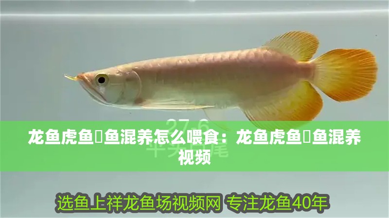 龍魚虎魚魟魚混養怎么喂食：龍魚虎魚魟魚混養視頻