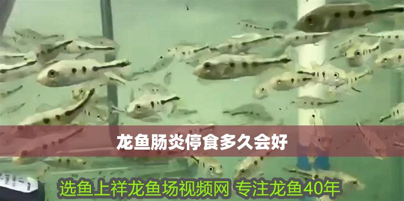 龍魚腸炎停食多久會好