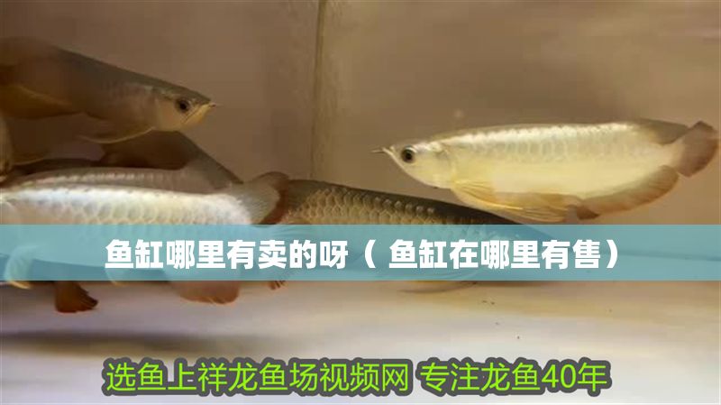 魚缸哪里有賣的呀（ 魚缸在哪里有售）