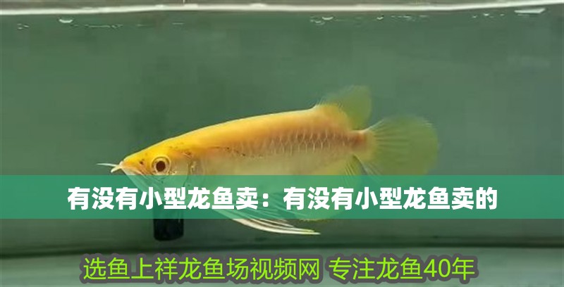 有沒有小型龍魚賣：有沒有小型龍魚賣的