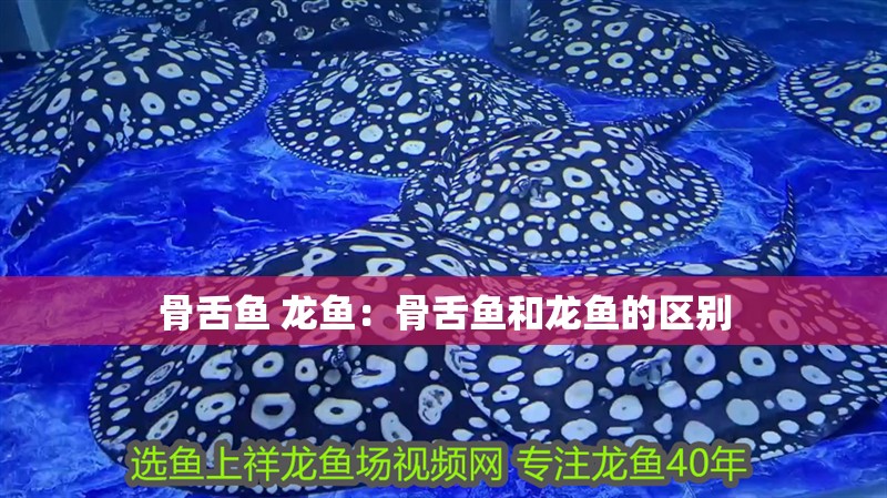 骨舌魚 龍魚：骨舌魚和龍魚的區(qū)別