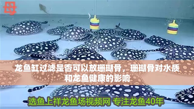 龍魚缸過濾是否可以放珊瑚骨，珊瑚骨對水質和龍魚健康的影響