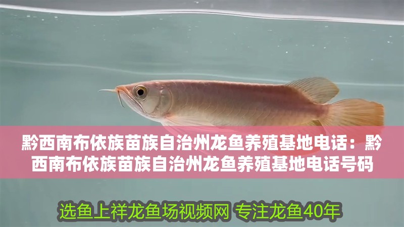 黔西南布依族苗族自治州龍魚養殖基地電話：黔西南布依族苗族自治州龍魚養殖基地電話號碼