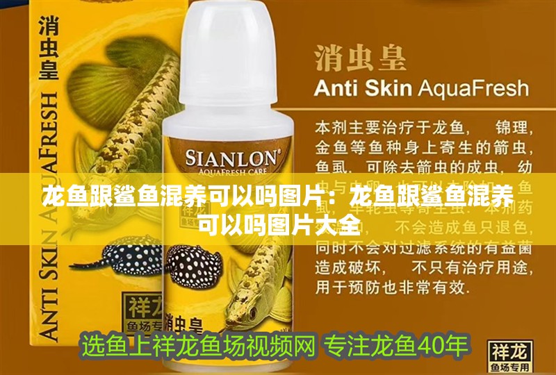 龍魚跟鯊魚混養可以嗎圖片：龍魚跟鯊魚混養可以嗎圖片大全