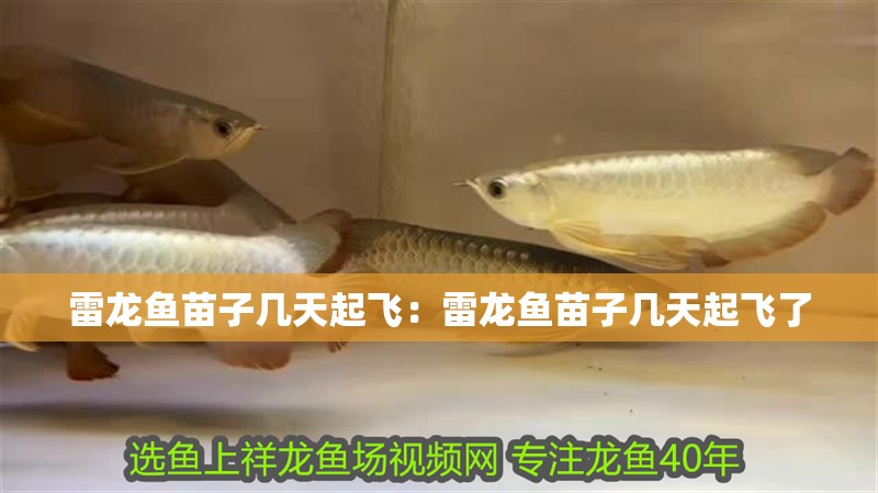 雷龍魚苗子幾天起飛：雷龍魚苗子幾天起飛了
