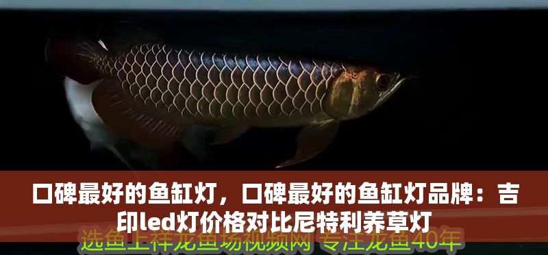 口碑最好的魚缸燈，口碑最好的魚缸燈品牌：吉印led燈價格對比尼特利養草燈