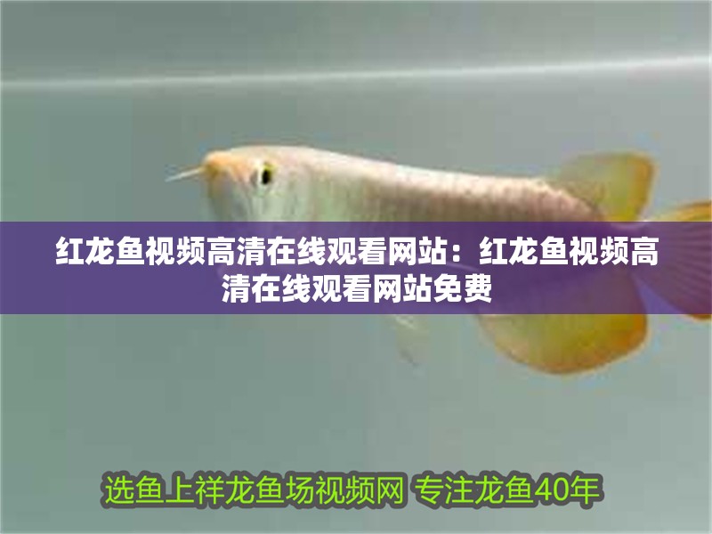 紅龍魚視頻高清在線觀看網站：紅龍魚視頻高清在線觀看網站免費
