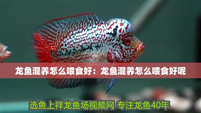 龍魚混養怎么喂食好：龍魚混養怎么喂食好呢