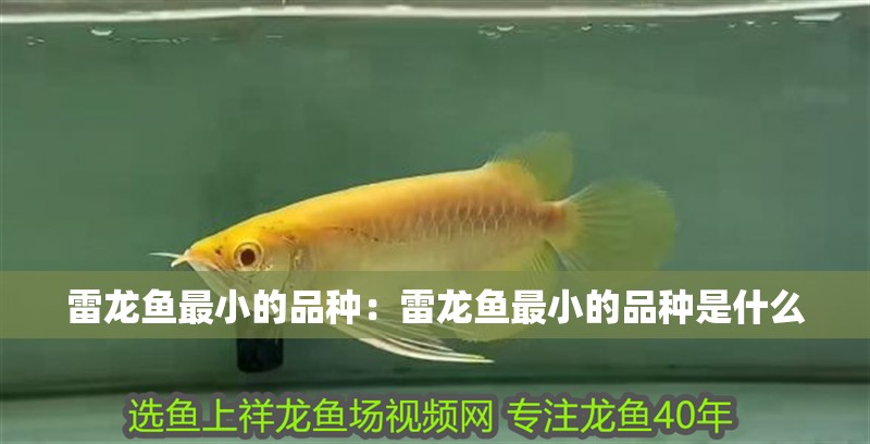 雷龍魚最小的品種：雷龍魚最小的品種是什么