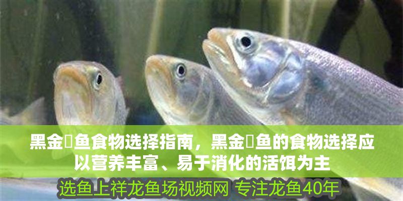 黑金魟魚食物選擇指南，黑金魟魚的食物選擇應(yīng)以營養(yǎng)豐富、易于消化的活餌為主