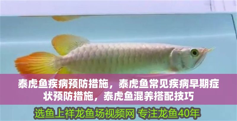 泰虎魚疾病預防措施，泰虎魚常見疾病早期癥狀預防措施，泰虎魚混養搭配技巧