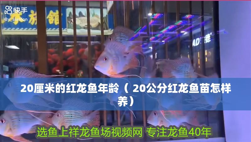 20厘米的紅龍魚年齡（ 20公分紅龍魚苗怎樣養）